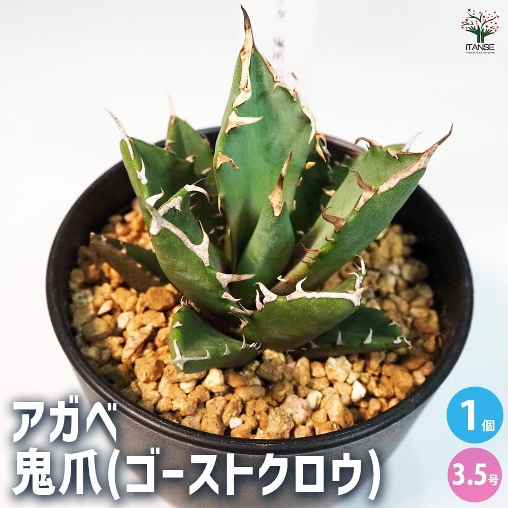 TSUBAKI様用　アガベ【氷山】③多肉植物 Yahoo!オークション - L53 厳選 多肉植物 アガベ 氷山 発根済み